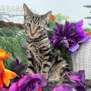 Iphegenia Fepps 56540 -  Domestic Short Hair Cat for Adoption in Eaton Rapids, Michigan - Iphegenia Fepps 56540 | PetCurious