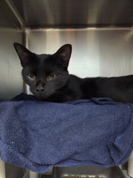 Rescue Domestic Short Hair Cats for Adoption in Evansville, Indiana - Quasar | PetCurious