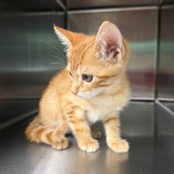 Frank Beard 8008 -  Domestic Short Hair Cat for Adoption in Hamilton, Georgia - Frank Beard 8008 | PetCurious