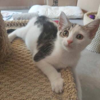 Rescue Tabby and Domestic Short Hair Cats for Adoption in Harrisburg, Pennsylvania - Fudge | PetCurious