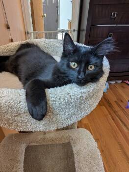 Raven -  Domestic Short Hair Cat for Adoption in Evergreen, Colorado - Raven | PetCurious