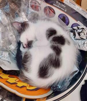 Willow (from the Buffy the Vampire Slayer Litter) -  Domestic Medium Hair Cat for Adoption in Arnold, Missouri - Willow (from The Buffy The Vampire Slayer Litter) | PetCurious