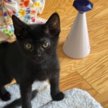 Brooster -  Domestic Short Hair Cat for Adoption in Chicago, Illinois - Brooster | PetCurious