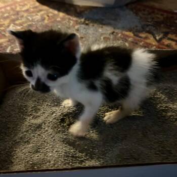 Xena Warrior Princess -  Domestic Short Hair Cat for Adoption in Mt. Juliet, Tennessee - Xena Warrior Princess | PetCurious