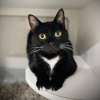 Domestic Short Hair Cats Available for Adoption in Buffalo, New York - Jessie | PetCurious