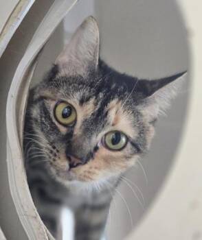 OCTAVIA -  Domestic Short Hair Cat for Adoption in Fernandina Beach, Florida - OCTAVIA | PetCurious