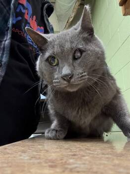 Rescue Domestic Short Hair Cats for Adoption in Indianapolis, Indiana - NEUTRON | PetCurious