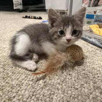 26-193 Willy Nelson -  Domestic Short Hair Cat for Adoption in North Branford, Connecticut - 26-193 Willy Nelson | PetCurious