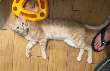 Stitch -  Tabby Cat for Adoption in San Juan Capistrano, California - Stitch | PetCurious