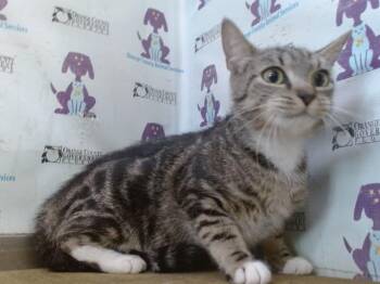 HONEYDEW -  Domestic Short Hair Cat for Adoption in Orlando, Florida - HONEYDEW | PetCurious