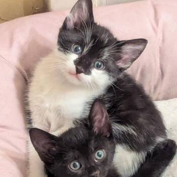 Domestic Short Hair Cats Available for Adoption in Austin, Texas - Volkswagen 3 | PetCurious