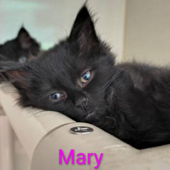 Mary -  Domestic Long Hair Cat for Adoption in Saint Marys, Pennsylvania - Mary | PetCurious