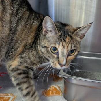 Domestic Short Hair Cats Available for Adoption in Blairsville, Georgia - Mary | PetCurious