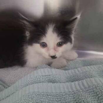 Howie -  Domestic Medium Hair and Domestic Short Hair Cat for Adoption in Memphis, Tennessee - Howie | PetCurious