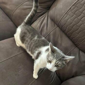 Willow  -  Domestic Short Hair Cat Available for Adoption in Cleveland, Oklahoma - Willow  | PetCurious