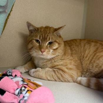 Domestic Short Hair Cats Available for Adoption - George | PetCurious