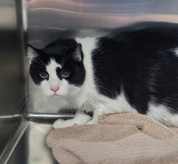 Domestic Short Hair Cats Available for Adoption in Washington Court House, Ohio - Connie | PetCurious