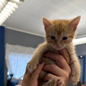 Domestic Medium Hair Cats Available for Adoption in Summerlee, West Virginia - Donnie | PetCurious