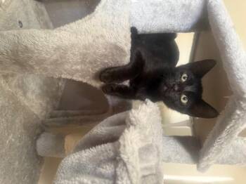 Rescue Domestic Short Hair Cats for Adoption in Burnaby, British Columbia - Ziggy | PetCurious