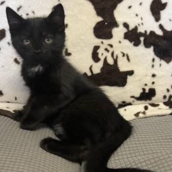 KC -  Domestic Short Hair Cat for Adoption in Buffalo, Minnesota - KC | PetCurious