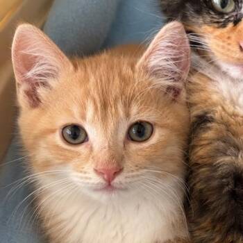 Darwin 1854RJ38 -  Domestic Medium Hair Cat for Adoption in Columbia, Missouri - Darwin 1854RJ38 | PetCurious