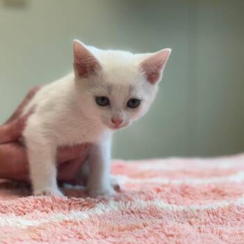 Ming-Ming -  Domestic Short Hair Cat Available for Adoption in Mebane, North Carolina - Ming-Ming | PetCurious