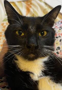 Moira -  Domestic Short Hair Cat for Adoption in St. Peters, Missouri - Moira | PetCurious