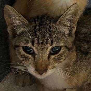Cinnamon -  Domestic Short Hair Cat for Adoption in Pasadena, California - Cinnamon | PetCurious