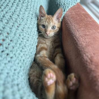 Rescue Domestic Medium Hair Cats for Adoption in Rossville, Georgia - Nessie | PetCurious