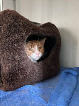 Bear Bear -  Domestic Short Hair Cat for Adoption in Dayton, Minnesota - Bear Bear | PetCurious