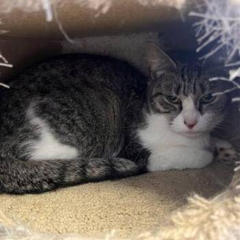 Danielle  - Must Apply in Person ! -  Domestic Short Hair Cat for Adoption in Georgetown, Kentucky - Danielle  - Must Apply In Person ! | PetCurious