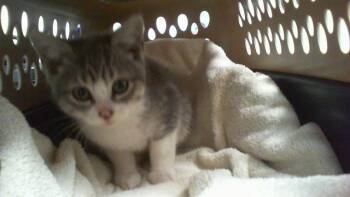 A1265424 -  Domestic Short Hair Cat Available for Adoption in Charlotte, North Carolina - A1265424 | PetCurious