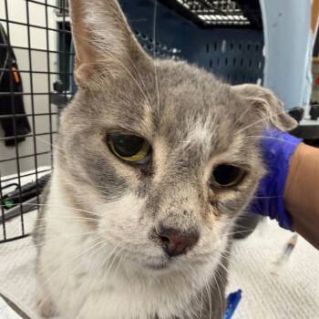 Nibbins -  Domestic Short Hair Cat for Adoption in Las Cruces, New Mexico - Nibbins | PetCurious