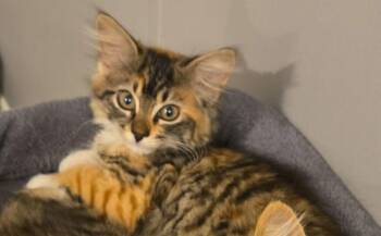 Cleo -  Domestic Long Hair Cat for Adoption in Bossier City, Louisiana - Cleo | PetCurious