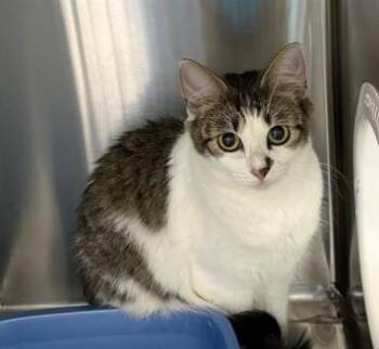 AURORA -  Domestic Short Hair Cat for Adoption in Killeen, Texas - AURORA | PetCurious