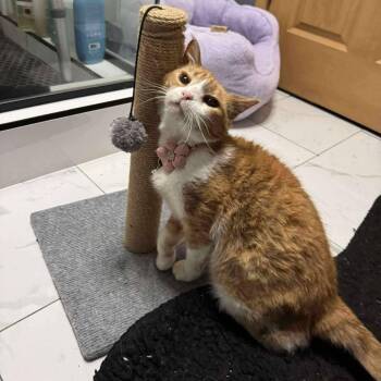 Rescue Domestic Short Hair Cats for Adoption in New York, New York - Mama | PetCurious