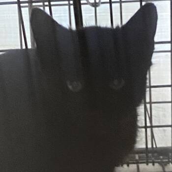 Shallot -  Domestic Medium Hair Cat for Adoption in Los Angeles, California - Shallot | PetCurious