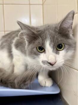 Sally Mae -  Domestic Medium Hair and Domestic Short Hair Cat for Adoption in San Antonio, Texas - Sally Mae | PetCurious