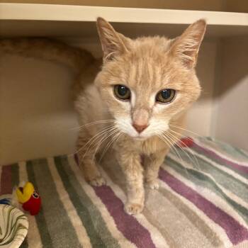 Rescue Domestic Short Hair Cats for Adoption in Buffalo, New York - Cinnamon | PetCurious