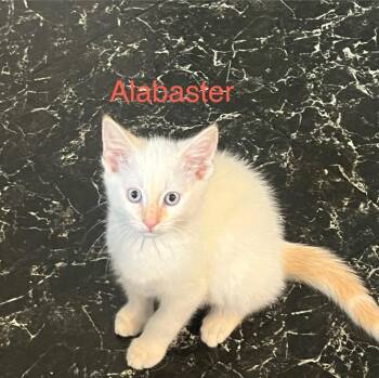 Alabaster -  Siamese Cat Available for Adoption in Johnson City, Tennessee - Alabaster | PetCurious