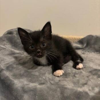 Domestic Short Hair Cats Available for Adoption - Tagliatelle | PetCurious