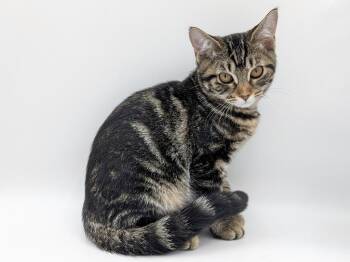Xavia -  Domestic Short Hair and Tabby Cat for Adoption in Powell, Ohio - Xavia | PetCurious