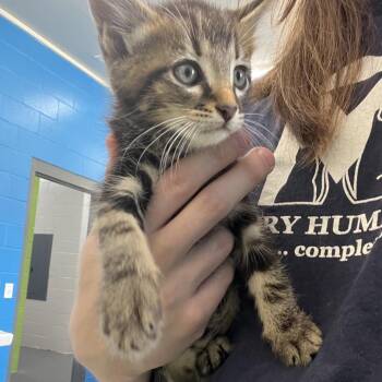 Domestic Short Hair Cats Available for Adoption in Montgomery, Alabama - Chaz | PetCurious