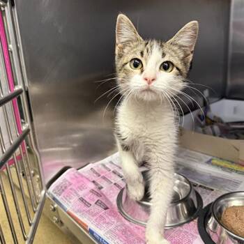 METALLICA -  Domestic Medium Hair Cat for Adoption in San Antonio, Texas - METALLICA | PetCurious
