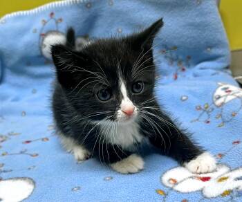 Rescue Domestic Short Hair Cats for Adoption in Columbia, Kentucky - Starburst | PetCurious