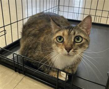 FIG -  Domestic Short Hair Cat for Adoption in Killeen, Texas - FIG | PetCurious