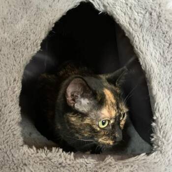 Rescue Tortoiseshell Cats for Adoption in Hawley, Pennsylvania - Sparkle | PetCurious
