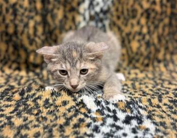 Domestic Short Hair Cats Available for Adoption in Conroe, Texas - AUGUST | PetCurious