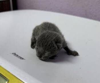 Domestic Short Hair Cats Available for Adoption in El Paso, Texas - 60717011 | PetCurious