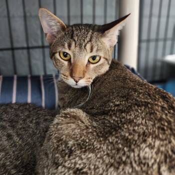 Rescue Domestic Short Hair Cats for Adoption in Columbus, North Carolina - Garnet | PetCurious